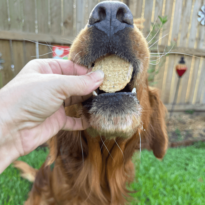 Fish Chips Snack Pack Bundles | Dog Treats for Training &amp; Travel