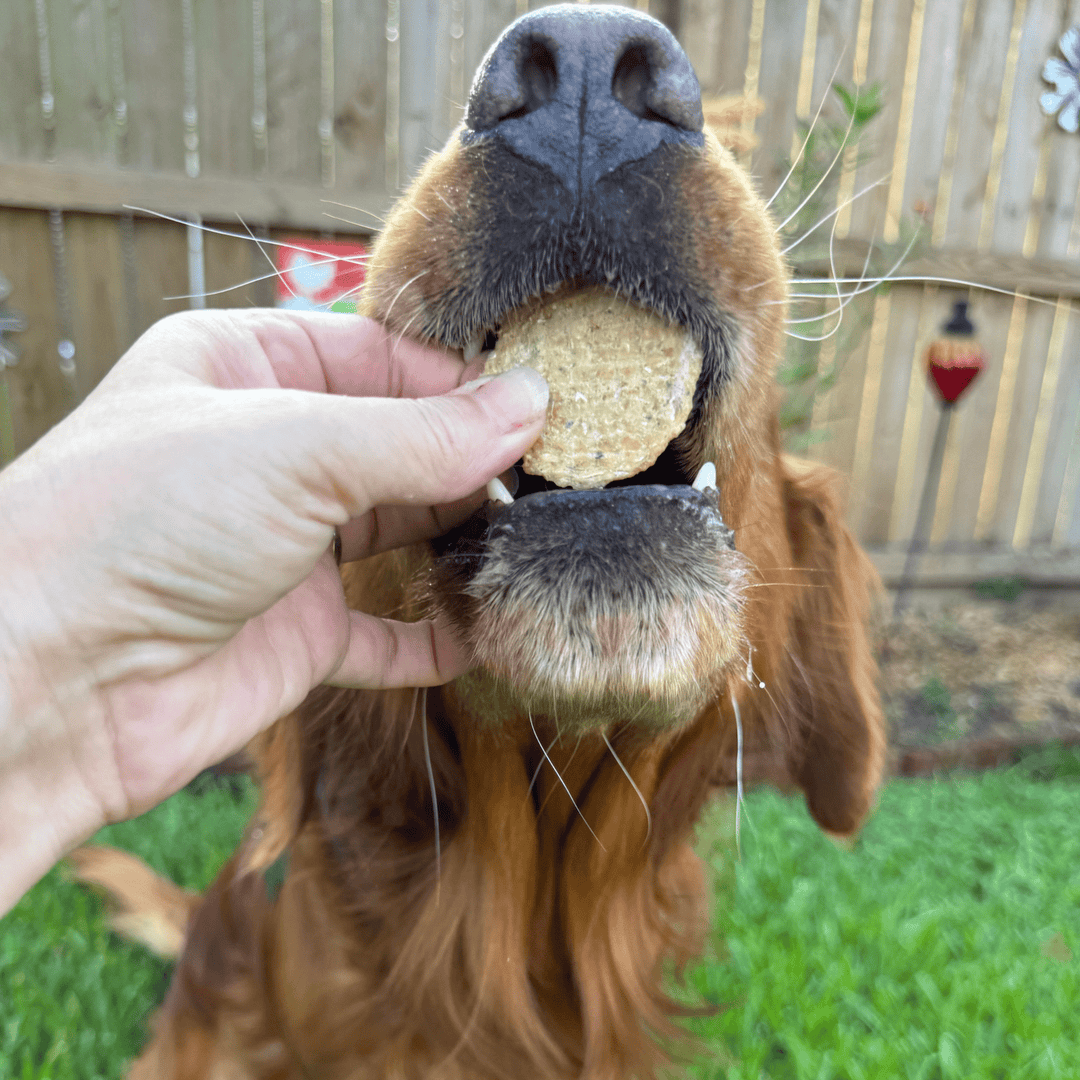 Fish Chips Snack Pack Bundles | Dog Treats for Training &amp; Travel