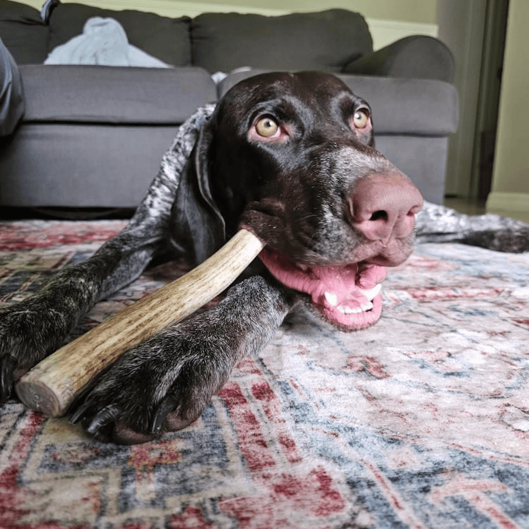 Reindeer Antler Dog Chews | Organic Chews for Dogs