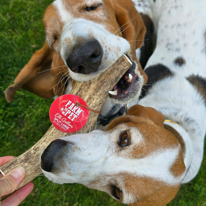 Elk Antler Dog Chews | All-Natural Whole and Split Elk Antler Chews for Dogs