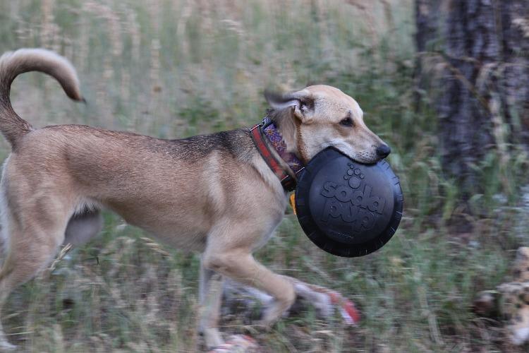 Magnum Bottle Top Flyer Rubber Frisbee for Heavy Chewers | Large | USA Made