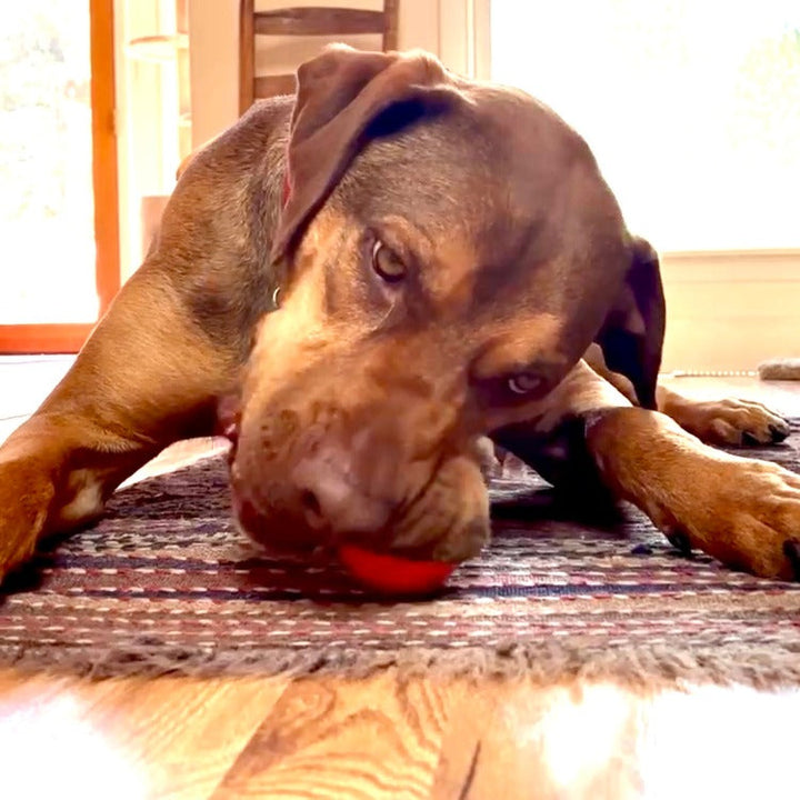 Squeak Ball - Durable Squeaky Dog Toy, Floats, Chew Toy | USA Made