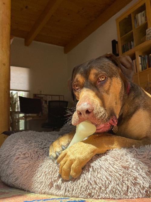 PUP-X Rubber Bone Dog Toy - Durable, Floats, Chew Toy for Large Dogs | USA