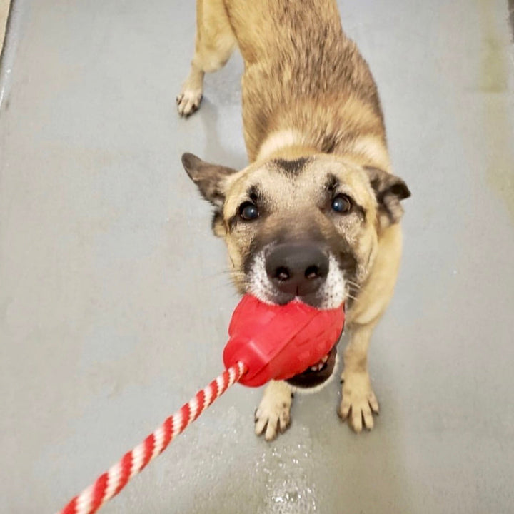 USA-K9 Grenade Rubber Dog Chew Toy | K9 Handler Reward Toy | Blue | USA Made